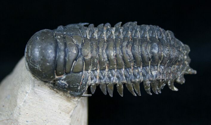 Cute Little Flying Crotalocephalina Trilobite - #7512